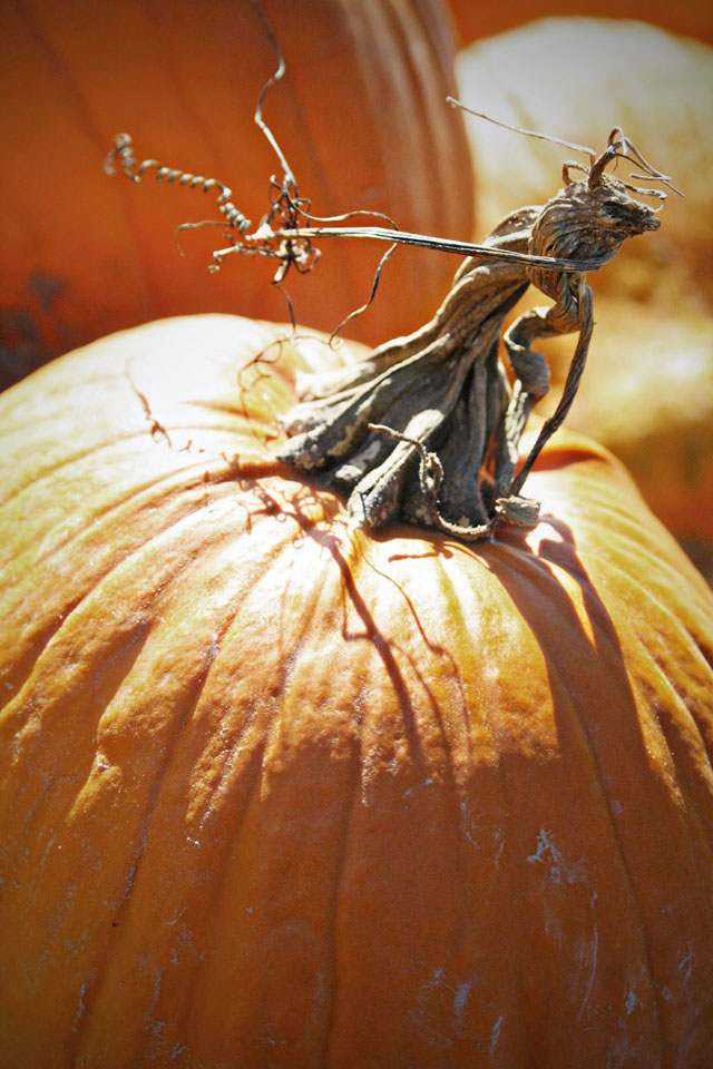 Halloween Pumpkin