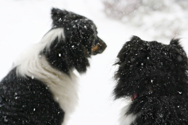 Australian Shepard in snow