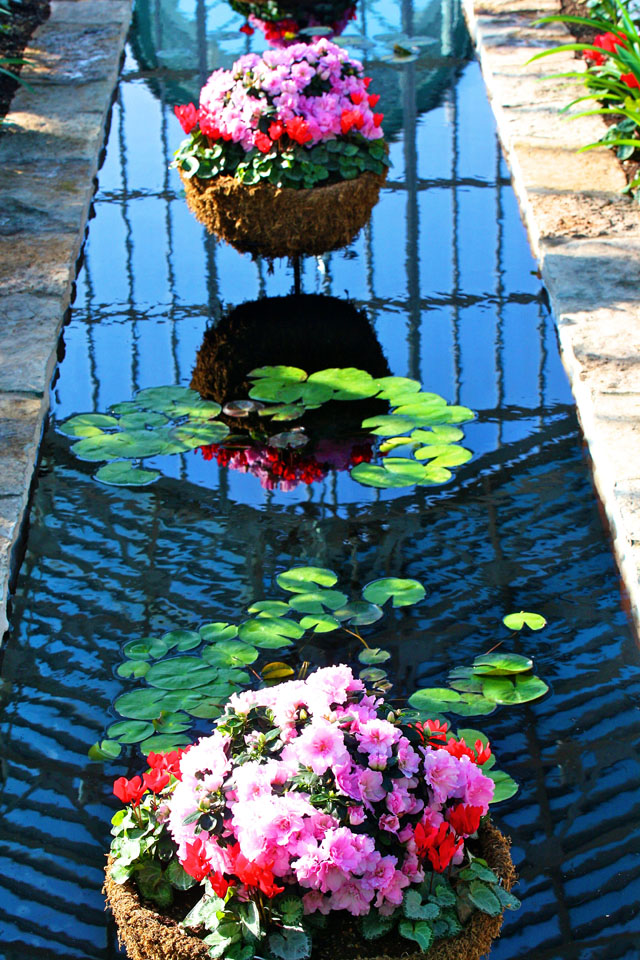 Como Park Conservatory, Reflections, color, flower, flower photography