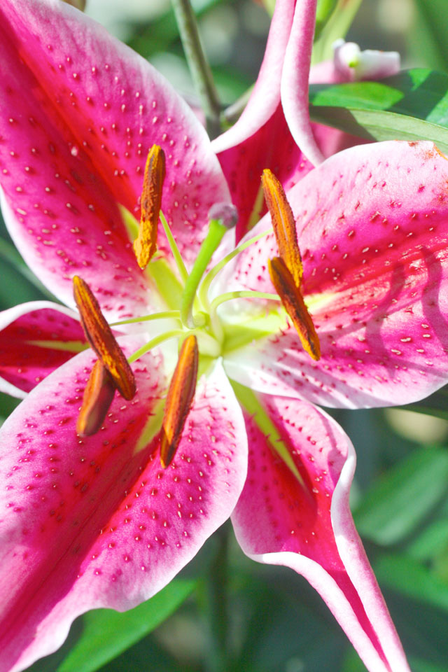 Como Park Conservatory, Reflections, color, flower, flower photography