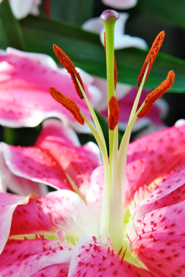 Como Park Conservatory, Reflections, color, flower, flower photography, star gazer lily