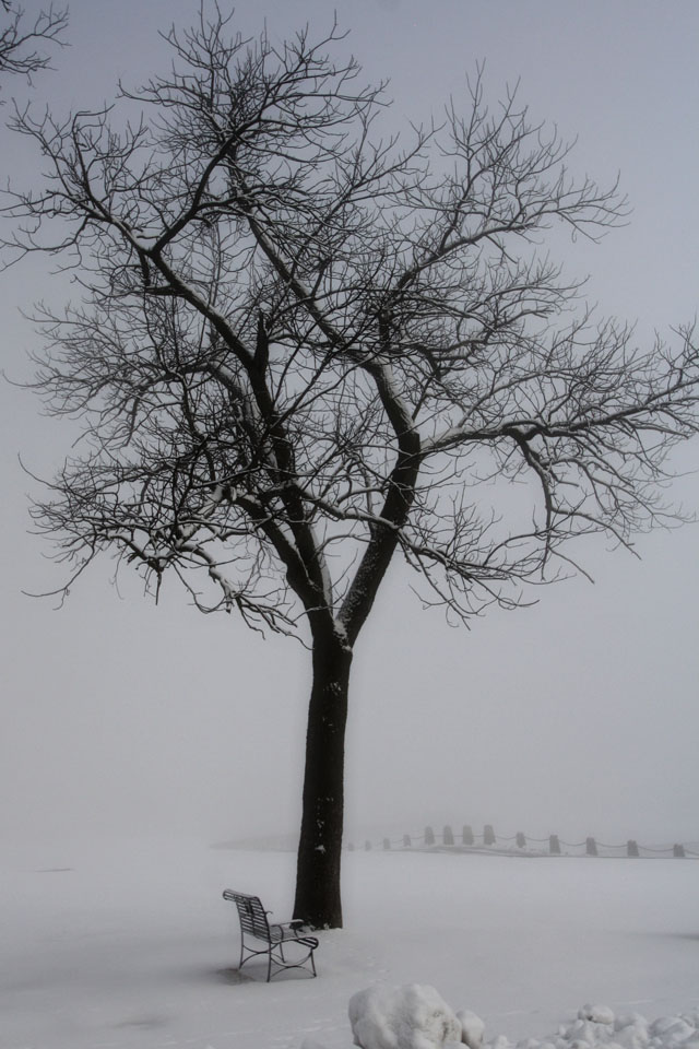 Stillwater Bridge, Dense Fog, Trees