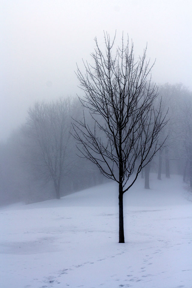 Stillwater Bridge, Dense Fog, Trees