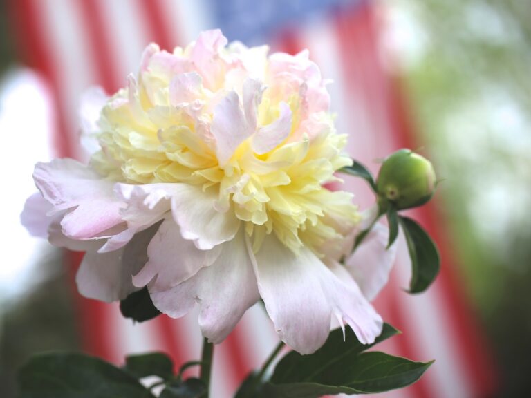 Close up of a flower